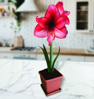 Amaryllis Charisma Gift Growing Kit. Includes: Charisma Bulb, Pot and Saucer, and Growing Medium